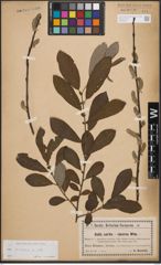 Foto von Salix cinerea L.
